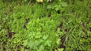 Personal Alkemy Plant Medicine Feb 2024 - Pioneers and Earth Free Salad Bowl