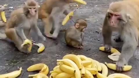 Monkeys stuff their faces with peanuts using impressive technique