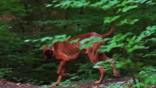 Vizsla Can't be happier! Vizsla dog in the forest! Beautifull dog running throug the woods