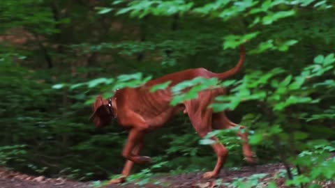 Vizsla Can't be happier! Vizsla dog in the forest! Beautifull dog running throug the woods