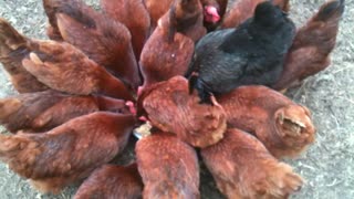 Chicken Feeding Frenzy!