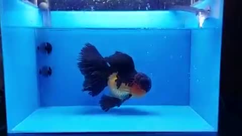 Tricolor goldfish