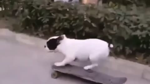 Intelligent cute dog with it’s amazing ability