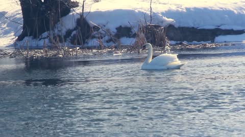 white swan in sunlight bird swims on cold water snow covered riverbank swimming bird in winter