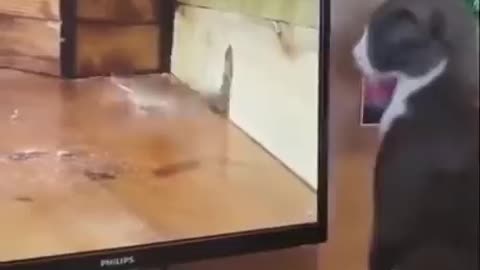 Cat wrestles with rat on Tv