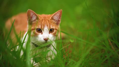 Snowy White Cat Against a Backdrop of Fresh Green Grass