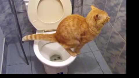 Cat sitting on the toilet makes his needs funny too simply priceless