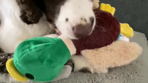 Springer Spaniel & His New Stuffed Duck Toy #springerspaniel #shortsviral #shortsvideo