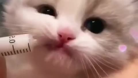 Cute kitten very funny