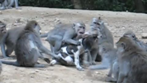 Monkeys play with dog