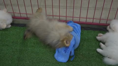 Dogs Playing With Fun Blue Clothes