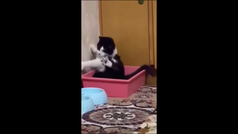 cat video