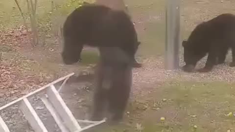 Bears stop for a visit