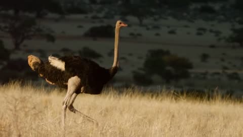 Hungry lions chasing the ostrich for food