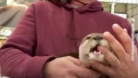 This Koala loves the dad