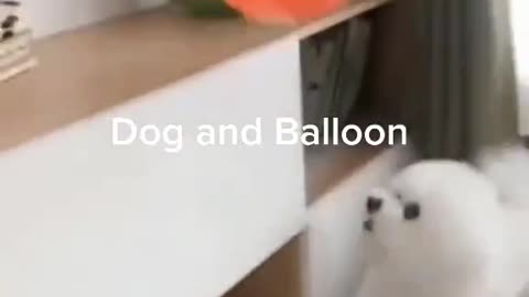cute pet playing with balloons 2021