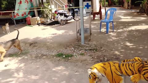 A Toy Tiger Prank Dog Run So Funny Action