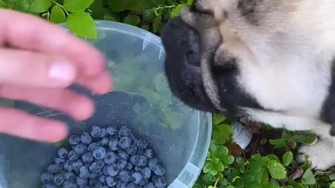 Marve's new treats blueberries 🍇