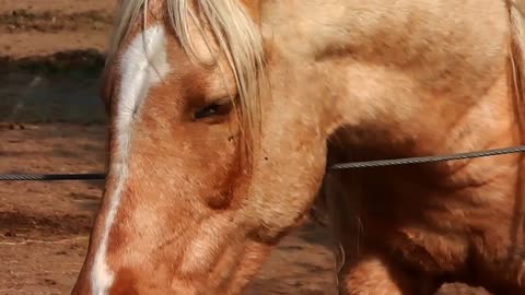 Golden horse in farm