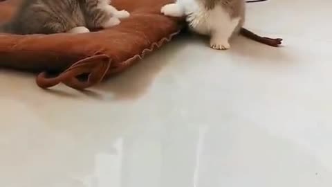 Funniest cat fight