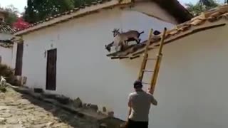 Curioso: Cabras en un tejado del corregimiento de Guane, Santander