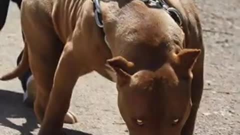Pitbull dangerous dog 🔥🔥 #SHORTS VIDEO