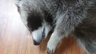 I was caught filming Raccoon whining.