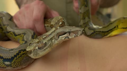 Close up big snake crawling on female body.