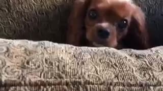 This is so embarrassing dog stuck in couch cushion