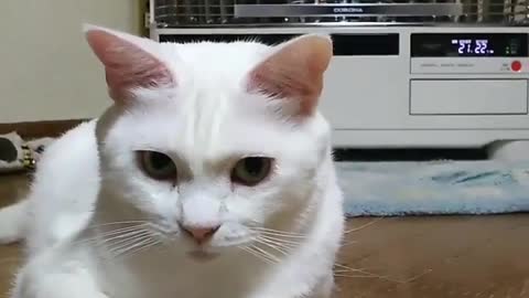 White Cat's Orange-chan