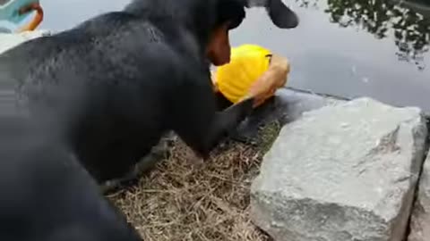 My Pinscher dog playing with a ball in the water ☆