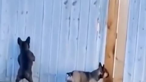 What is this little dog peeking at?