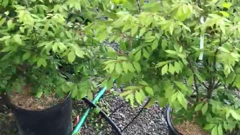 Potted burning bushes at Highland Hill Farm in fountainville pa near Philadelphia