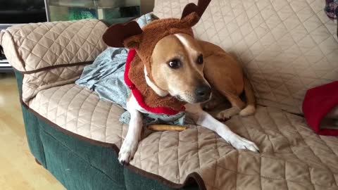 Dog is not very happy wearing her Christmas outfit