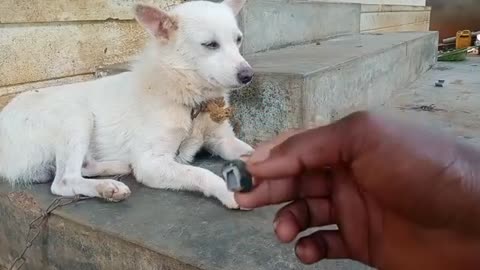 Funny cracker prank dog