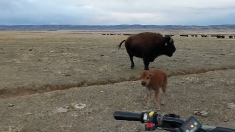 Baby bison trying to get his momma to kill me.
