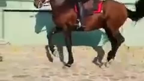 Horse feeling great when his friend riding him! Wow