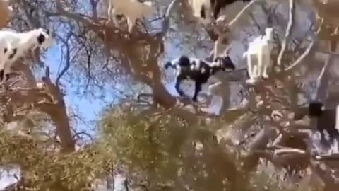 Goat tree spotted