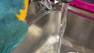 Parrot Likes Only The Freshest Water