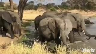 Elephants Drinking Water From TheLake.