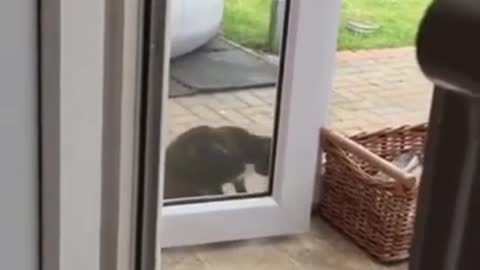 See how the smart cat opens the door by himself #cattraining #shorts