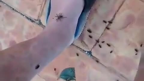Spiders Climb Up People For Safety In Australia After Cyclone Debbie