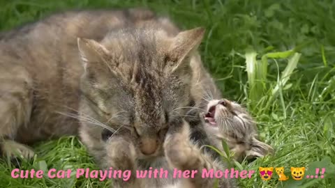 Cute Cat Playing With Her Mother 😻🐈😺..!!