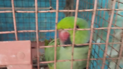 My parot