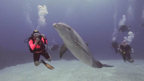 https://rumble.com/vtto31-wild-dolphin-excites-divers-and-then-swims-with-them..html