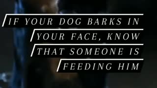 dog barks