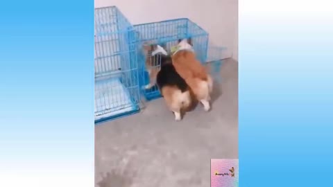 TWO DOGS 1 CAGE