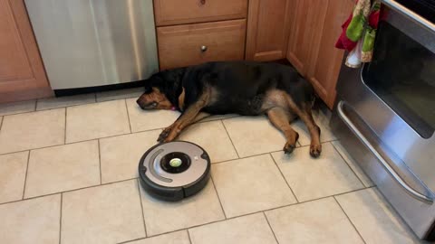 Rottweiler Refuses to Move for Robot