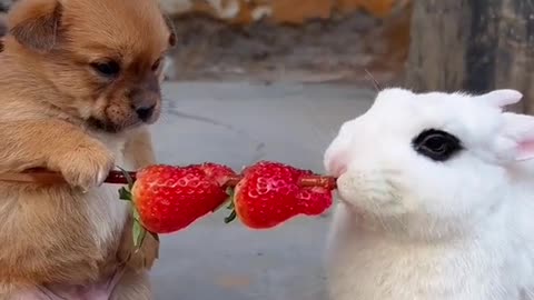 A cute little Puppy and a Bunny eating strawberry