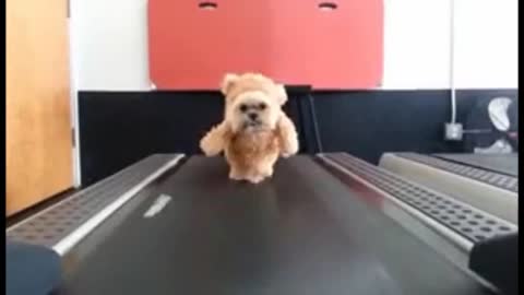 Fluffy Dog Starts Training With Treadmill